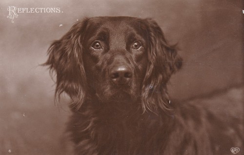 Reflections 1912 rp postcard - reflections.,