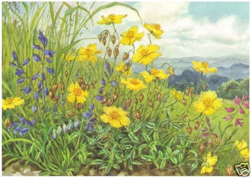 Tarrant rock rose - -,